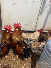 Galli Legbar , livornese collo oro