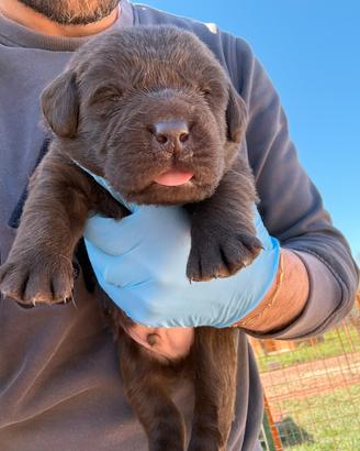 Cuccioli Labrador