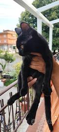 Gattina di 3 mesi