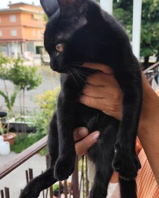 Gattina di 3 mesi