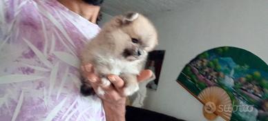 Spitz Pomerania femminuccia