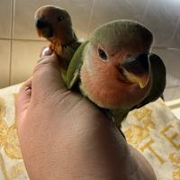 Inseparabile allevato a mano