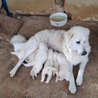 Pastore maremmano abbruzzese