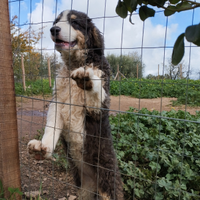 Vendita Mastino Siciliano - Cane di Mannara
