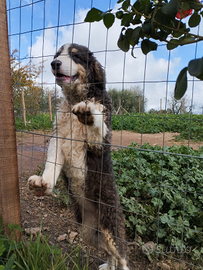 Vendita Mastino Siciliano - Cane di Mannara