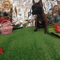 Chihuahua femmina Total Black mini Toy 80 gg