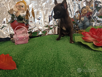 Chihuahua femmina Total Black mini Toy 80 gg