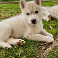 Cuccioli Siberian Husky