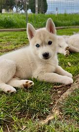 Cuccioli Siberian Husky