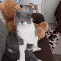 Scottish fold Straight