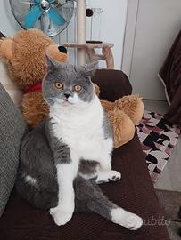 Scottish fold Straight