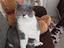 Immagine 1