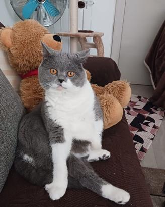Scottish fold Straight
