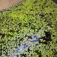 Lemma Minor (lenticchia d'acqua) Piante acquario