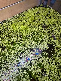 Lemma Minor (lenticchia d'acqua) Piante acquario