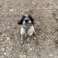 Cuccioli di setter inglese