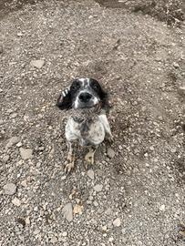 Cuccioli di setter inglese