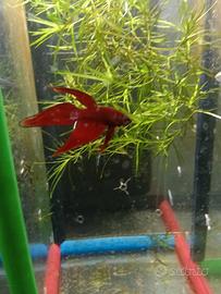 betta