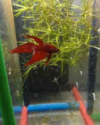 betta