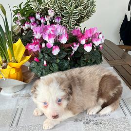 Cucciolo border collie