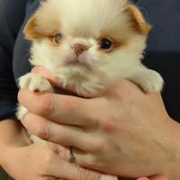 Cucciolo chin giapponese maschietto