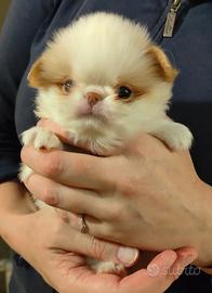 Cucciolo chin giapponese maschietto