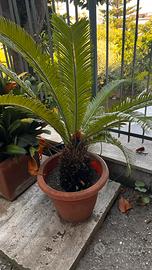 Cycas Revoluta - Pulloni e piante