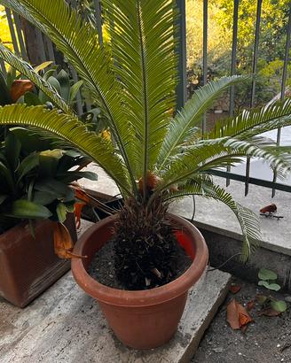 Cycas Revoluta - Pulloni e piante