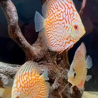 Discus 10-12 cm