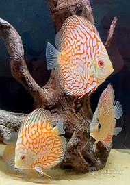 Discus 10-12 cm