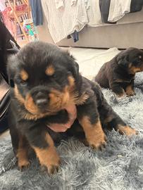 Cuccioli di rottweiler di 2 mesi