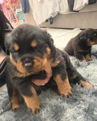 Cuccioli di rottweiler di 2 mesi