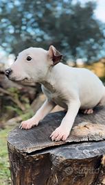 Cuccioli Amstaff Bulterier