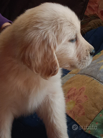 Golden retriever cuccioli