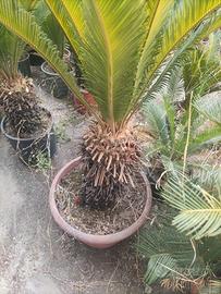 cycas