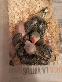 Pulli parrocchetto dal collare