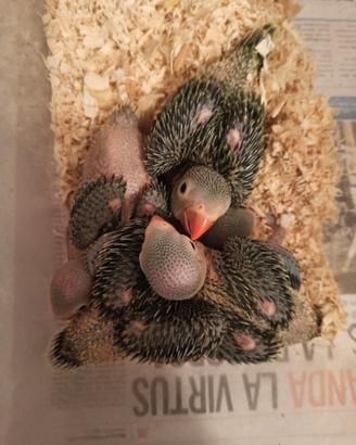 Pulli parrocchetto dal collare