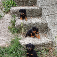 Cani DA TARTUFO Grifo Nero della Valnerina