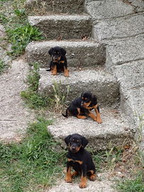 Cani DA TARTUFO Grifo Nero della Valnerina