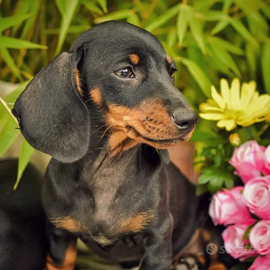 Cuccioli di bassotto