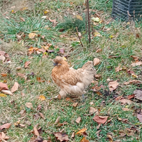 Galline moroseta