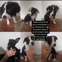 Cuccioli incrocio di reed nous e simil labbrador