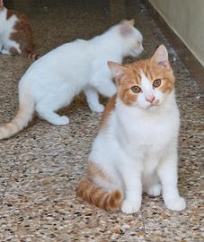 micetti adorabili bianco e arancio