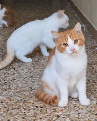 micetti adorabili bianco e arancio