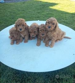 Cuccioli Barboncino mini toy