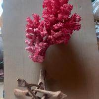 corallo per acquario o soprammobile