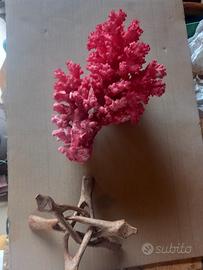 corallo per acquario o soprammobile