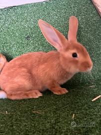 Conigli fulvo di Borgogna