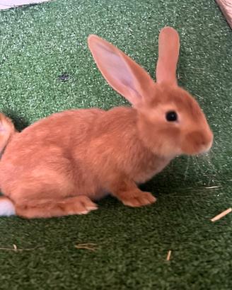 Conigli fulvo di Borgogna