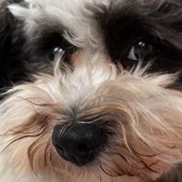 Bichon Havanese per accoppiamento